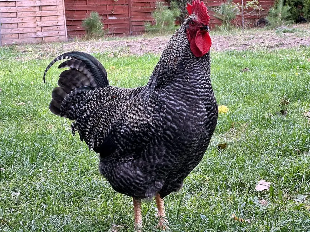 Kogut ze stada Kurka24 na wybiegu w Skarżysku-Kamiennej